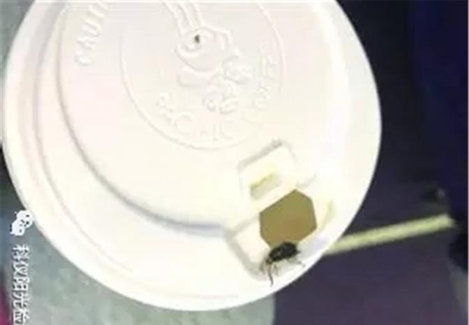 最后一口咖啡进嘴后，竟吐出一只蟑螂