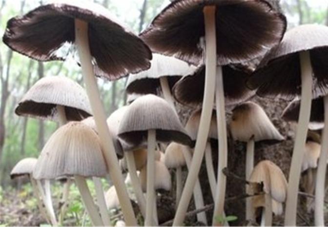 自采蘑菇下面吃老夫妻被“毒倒”