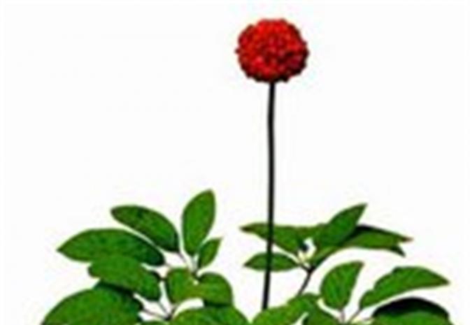 养生要小心！“三七”“土三七”一字之差会要命