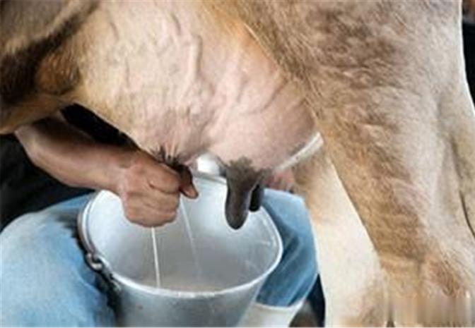 喝“现挤奶”存安全隐患 小心感染布鲁氏菌病