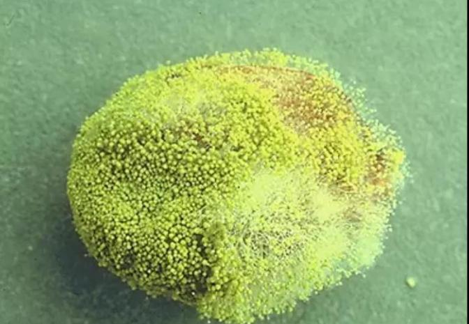 一级致癌物-黄曲霉毒素，这几种食物里就“藏”着它！